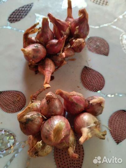 Лук семейный и чеснок