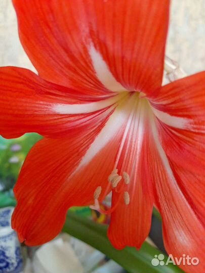 Цветы Амариллис