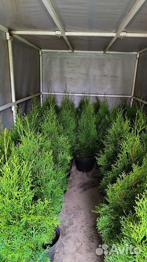 Туя Смарагд 80-90см 10л и 65-75см 3л