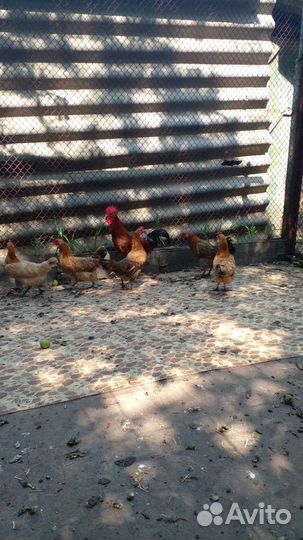 Карликовые курочки