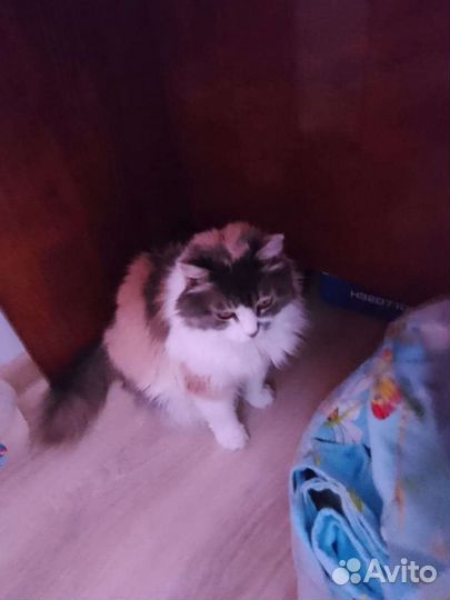Кошка в добрые руки