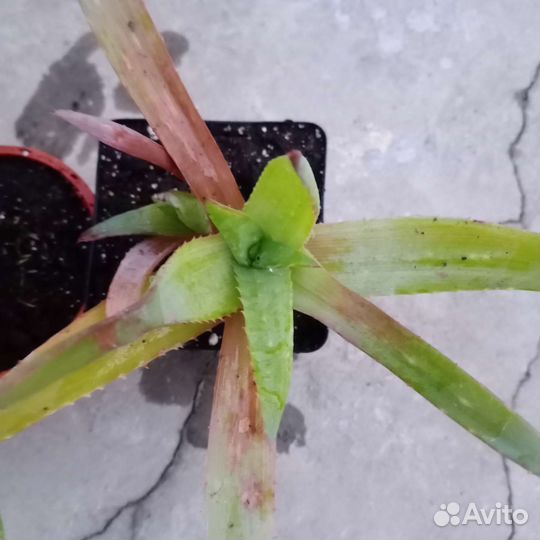 Алоэ вера, алоэ остистое