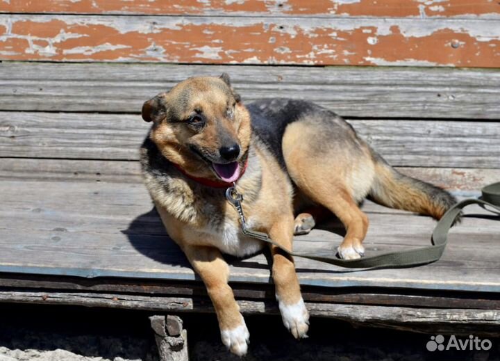 Собака в добрые руки