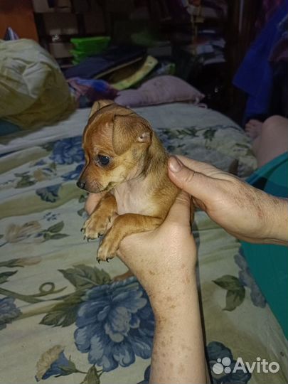 Той-терьер щенки