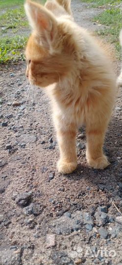 Котик в добрые руки обработан