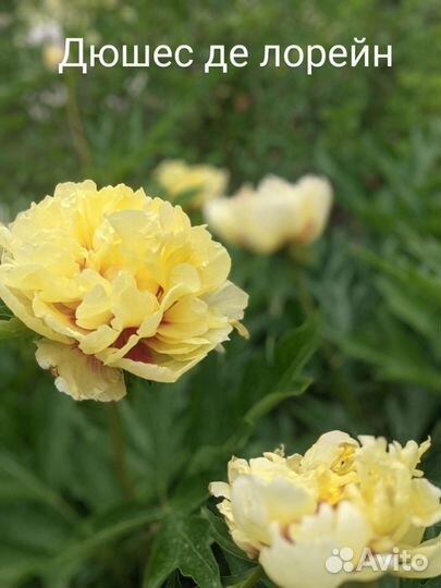 Пион Duchesse de Lorraine