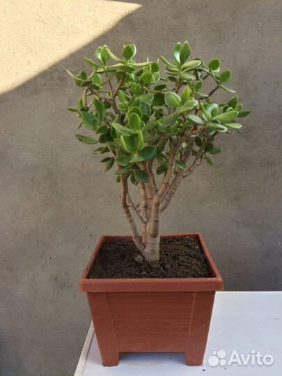 Денежное дерево