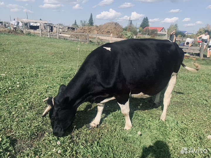 Продам коров