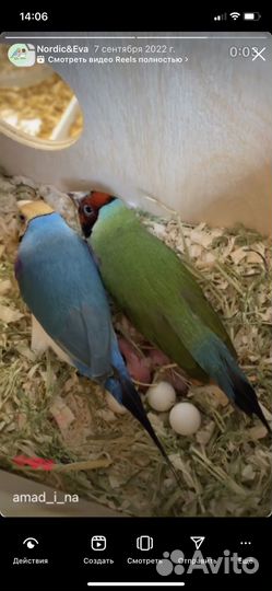 Амадина гульда пара