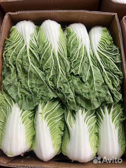 Пекинская капуста