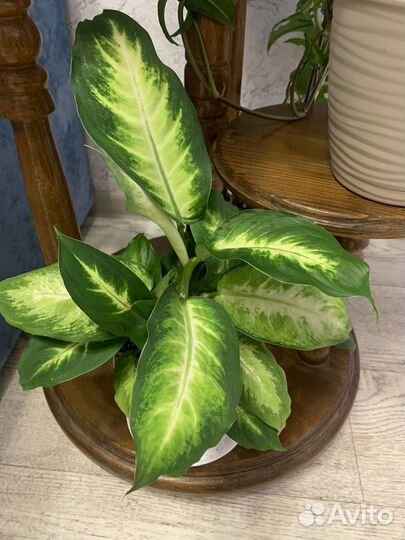 Диффенбахия камилла