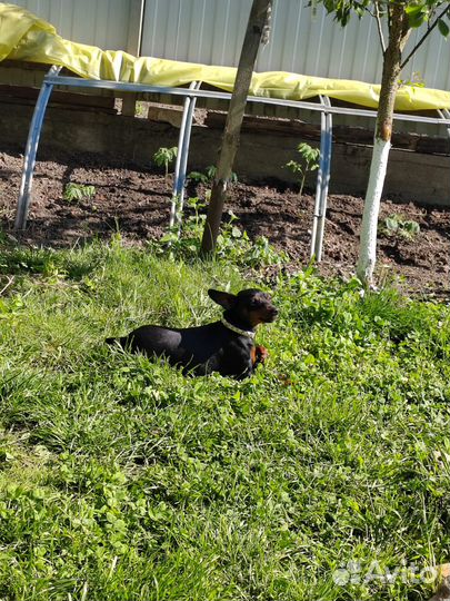 Щенки цвергпинчера