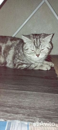 Вязка кошек бесплатно