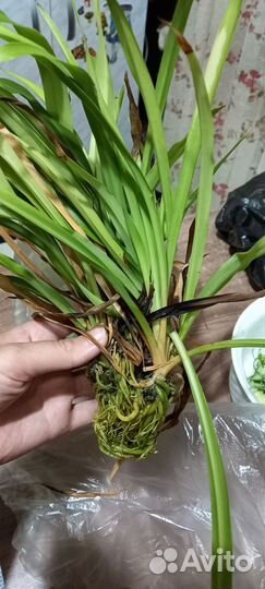 Отростки хлорофитума и не только