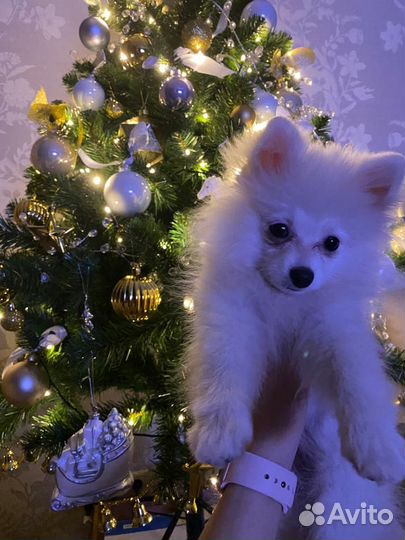 Померанский шпиц мини