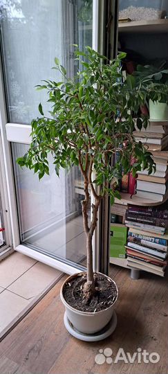 Фикус бенджамина