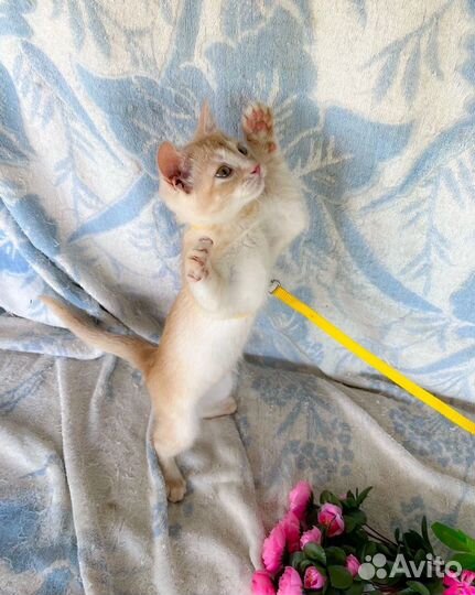 Рыжий котенок в добрые руки