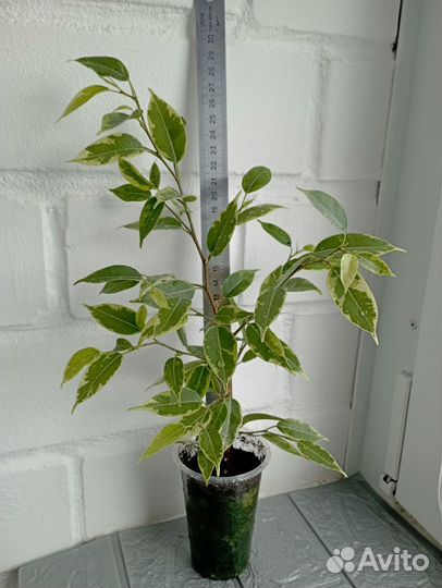 Фикус Бенджамина Николь