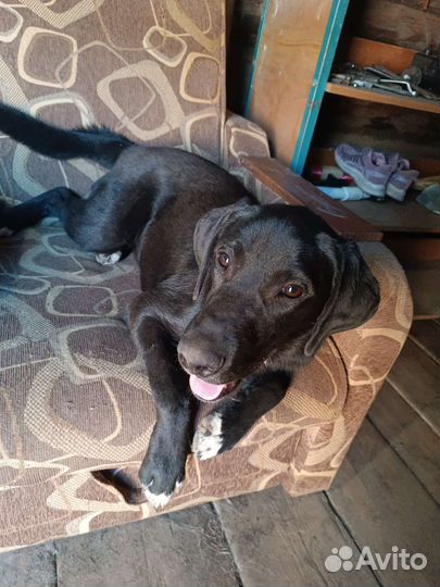 Собака в добрые руки лабрадор