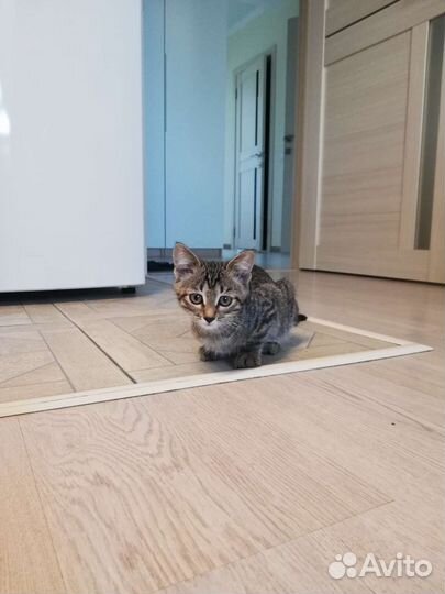 Малышка Карамелька