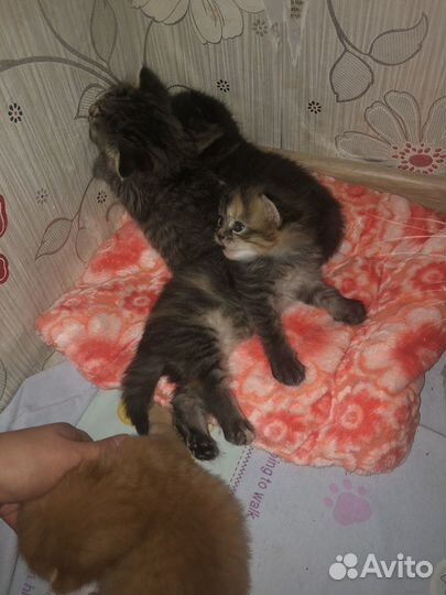 Сибирские котята