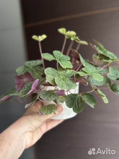 Оксалис мартианский в горшке