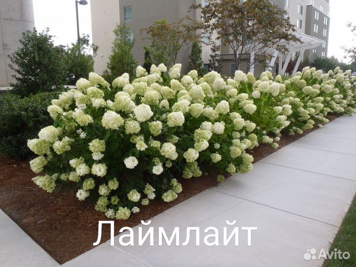 Гортензия метельчатая Лаймлайт Фантом 2-хлетка