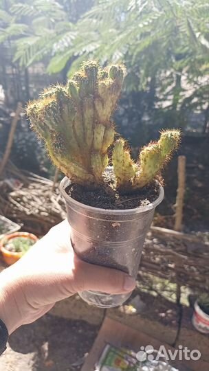 Кактусы и суккуленты