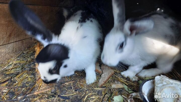 Домашние животные кролики