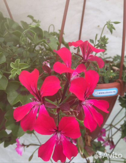 Ампельная пеларгония
