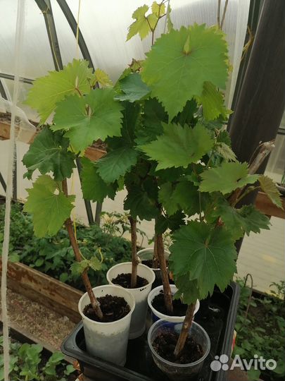 Виноград длительного хранения