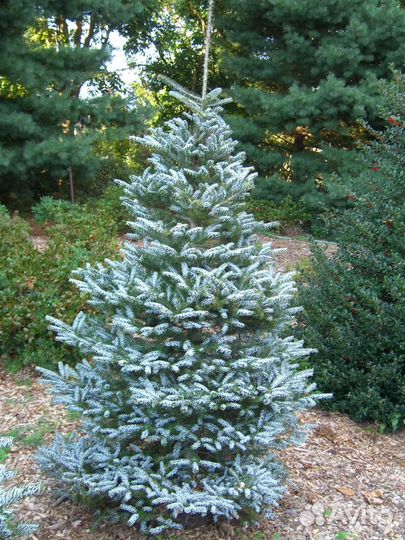 Пихта корейская бриллиант, сильберлок