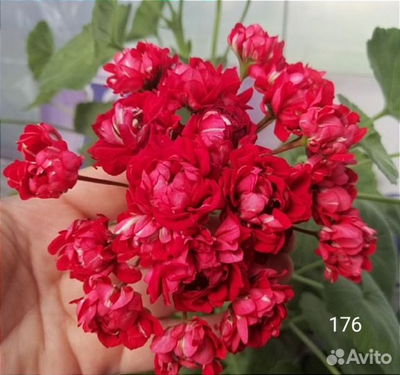 Пеларгония герань