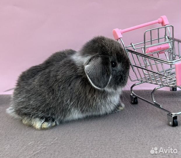 Декоративные крольчата вислоухие, минилоп