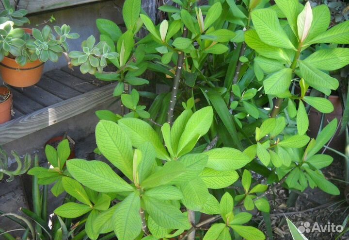 Синадениум, Маммиллярия