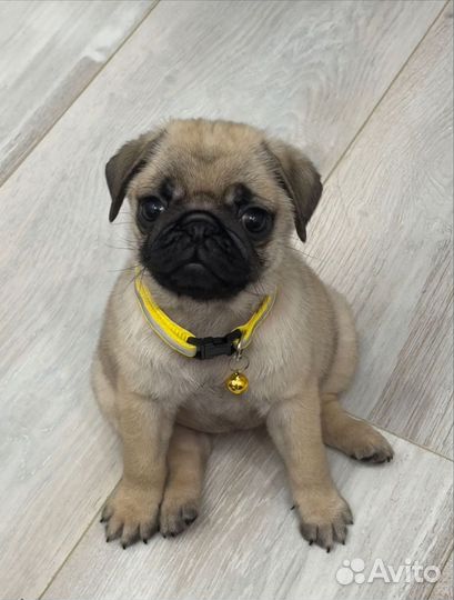 Щенки мопса