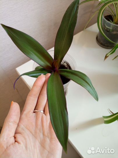 Традесканция рео