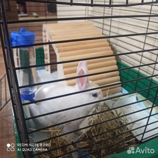 Декоративный кролик с клеткой