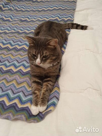 Кот для вязки