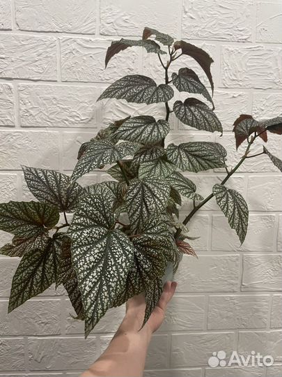 Бегония серебристо-крапчатая