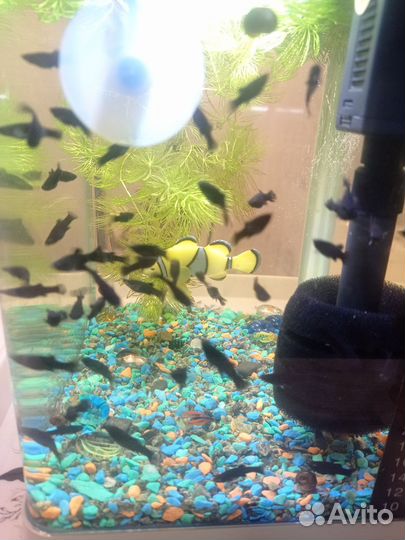 Молинезии черные