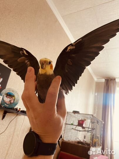 Попугаи Кареллы