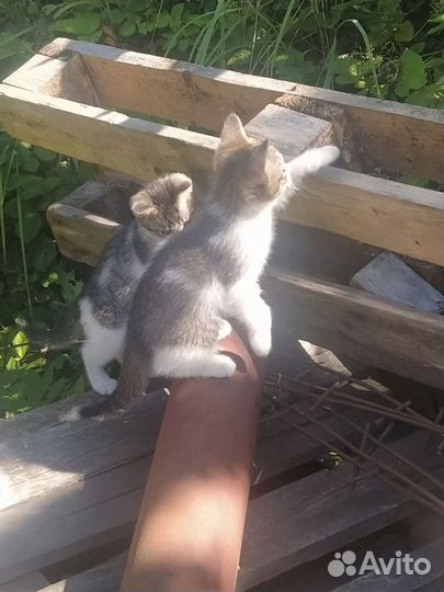 Котята в добрые руки