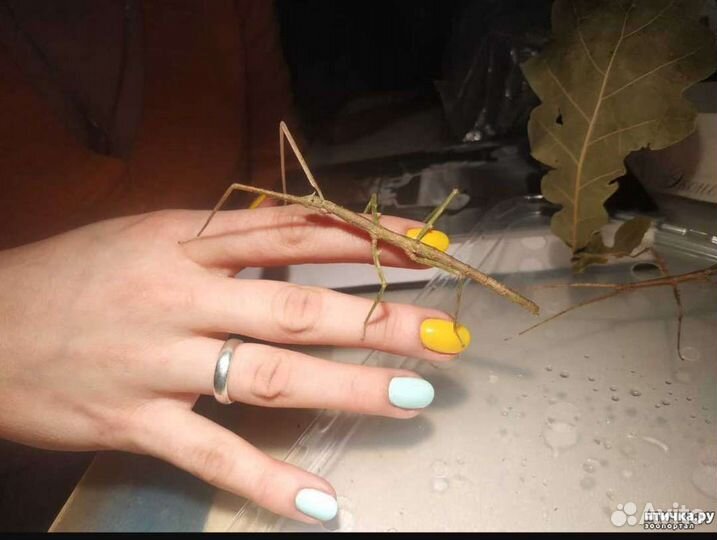 Анамские палочники