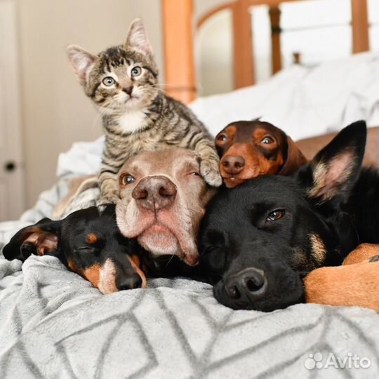 Домашняя передержка собак