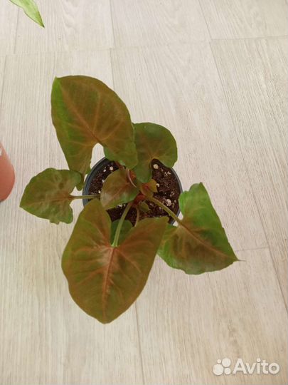 Цветочки разные