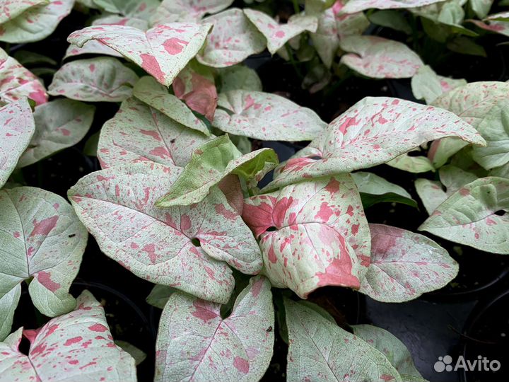 Сингониум конфетти милк