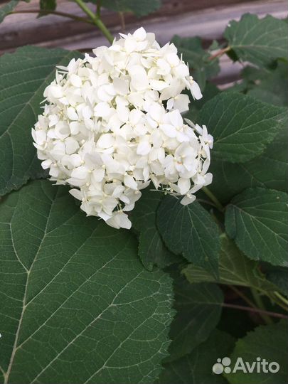 Гортензия садовая