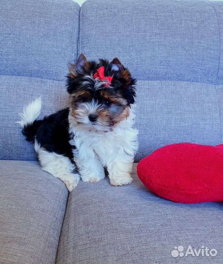 Бивер Девочки С документами