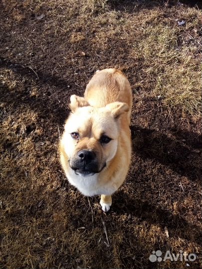 Пёс подросток в добрые руки